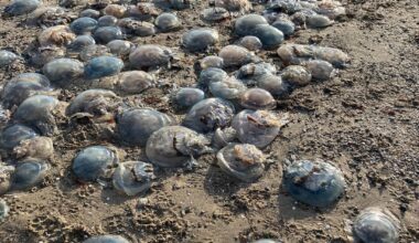 Jellyfish on the beach