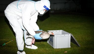 Debat over toename vogelgriep in Nederland: 'Mogelijkheid tot nieuwe pandemie'