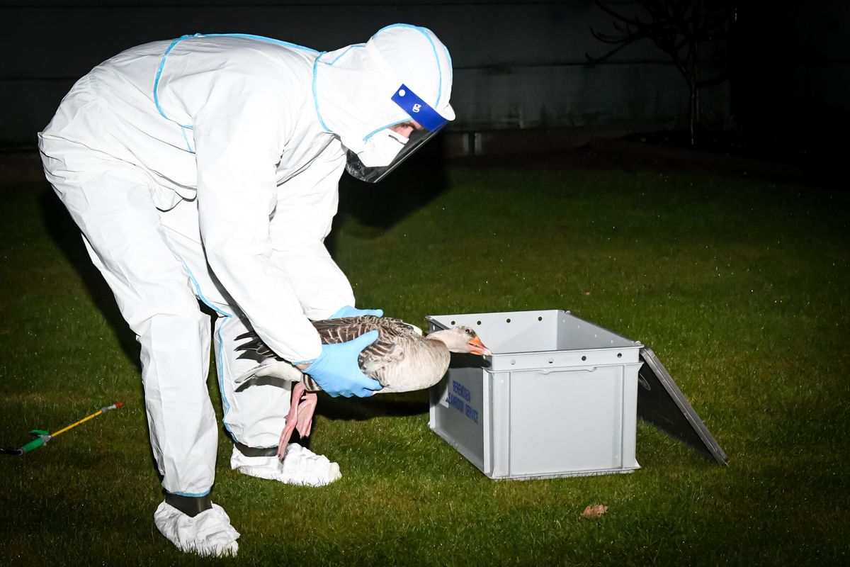 Debat over toename vogelgriep in Nederland: 'Mogelijkheid tot nieuwe pandemie'