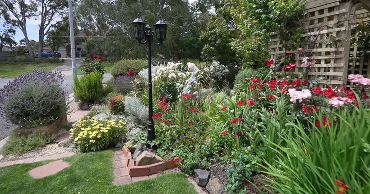 Aleida spends hours tending to her garden everyday, but the local council says her flowers pose a threat.