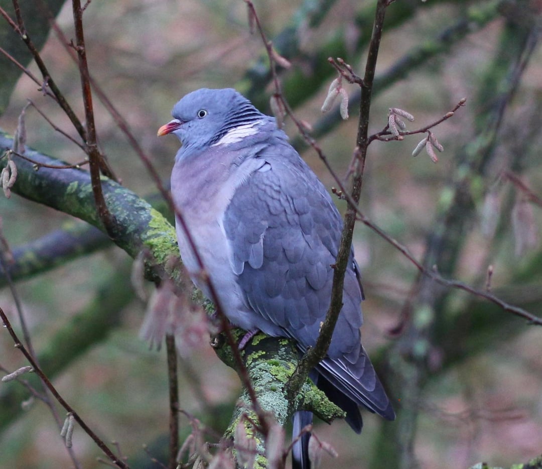 Ein paar Taubenbilder