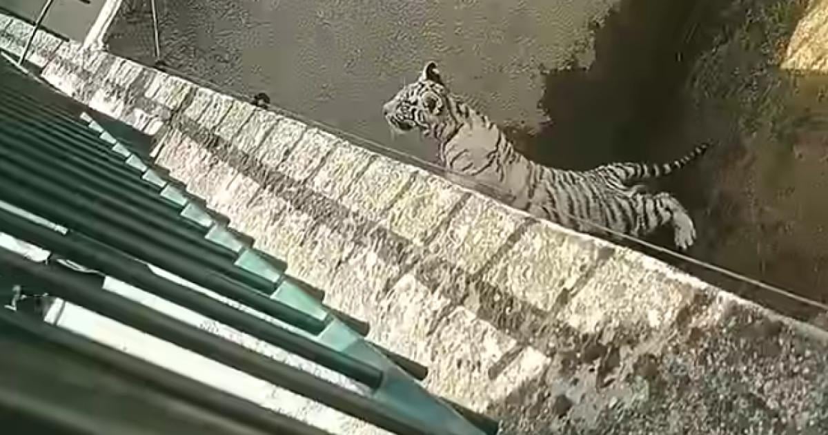 Un pui de tigru alb a murit la grădina zoologică din Craiova după ce a înghițit o pungă de plastic. Nu e primul incident de acest fel