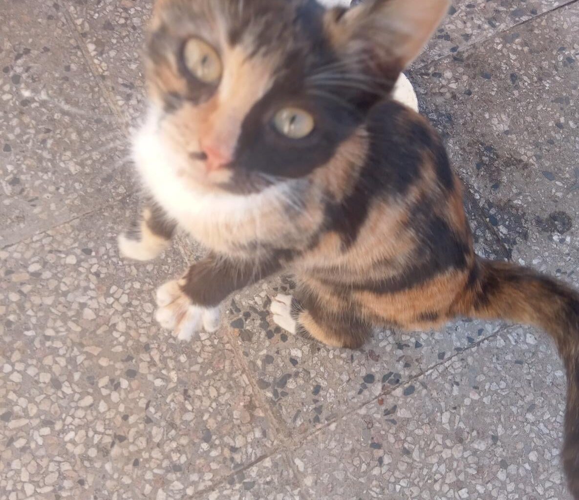 Как да я кръстя?