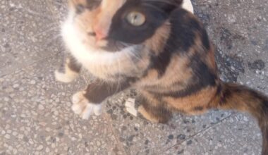 Как да я кръстя?