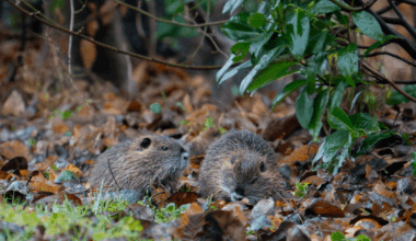 Vier kleine Nutria haben sich an unseren Äpfeln bedient
