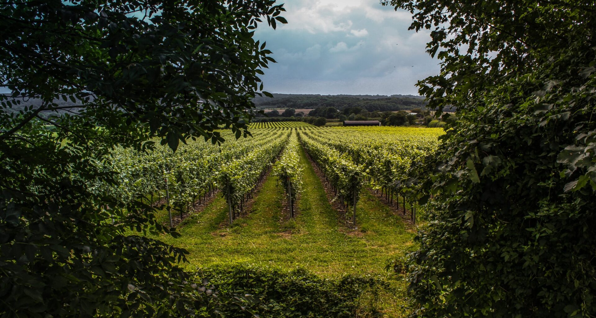 Domestic growth and premium demand drive UK wine market