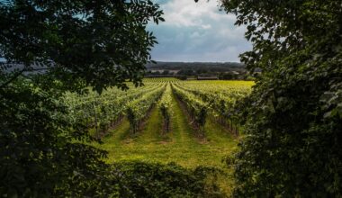 Domestic growth and premium demand drive UK wine market