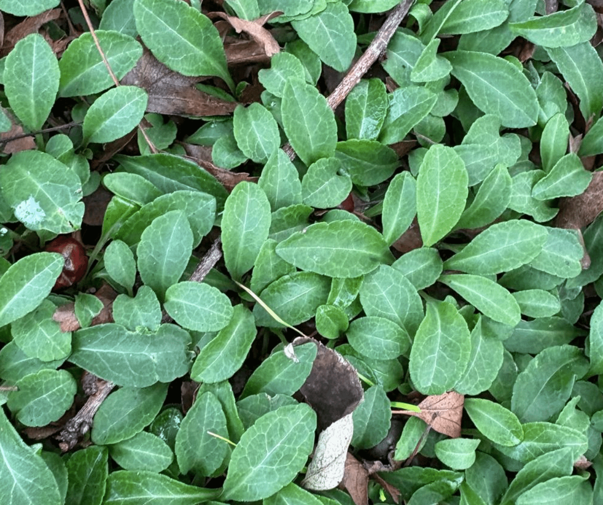 Welche Pflanze ist das hier?