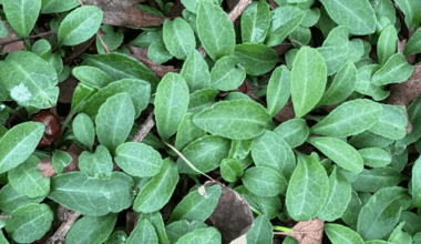 Welche Pflanze ist das hier?