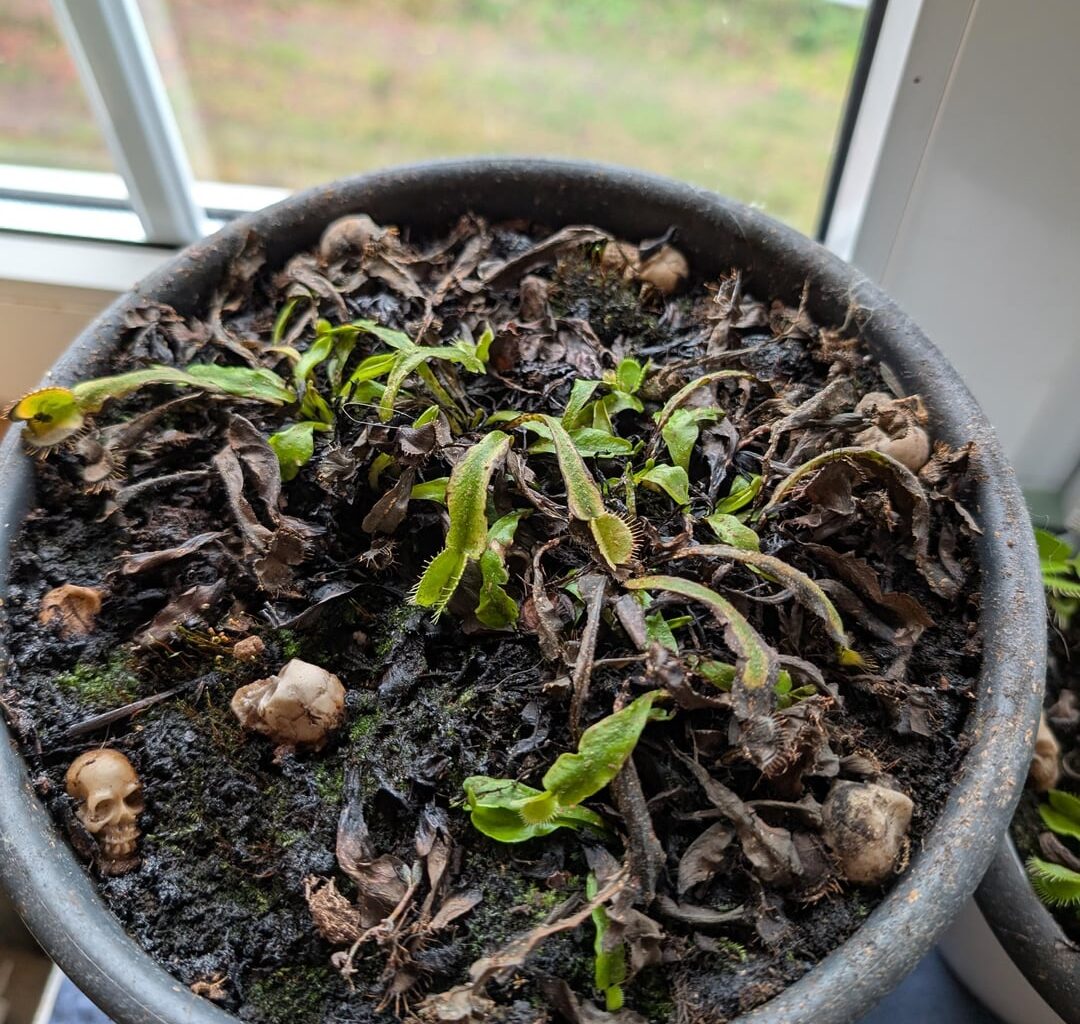 Kennt sich hier jemand mit Venusfliegenfallen aus?