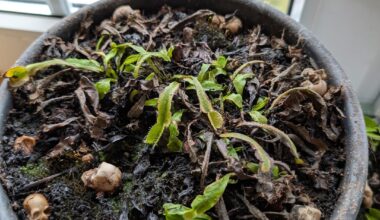 Kennt sich hier jemand mit Venusfliegenfallen aus?