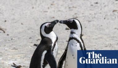 60,000 African penguins starved to death after sardine numbers collapsed – study | Birds