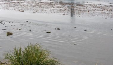 Barry sunbathing on the beach.