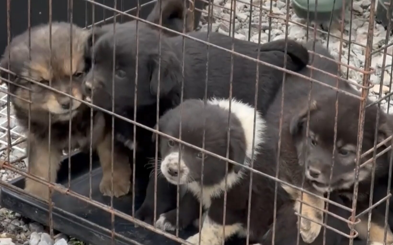 Markušovce riešia problém s túlavými psami: Ľudia sa ich báli