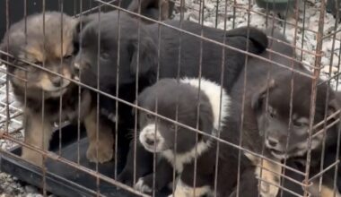 Markušovce riešia problém s túlavými psami: Ľudia sa ich báli