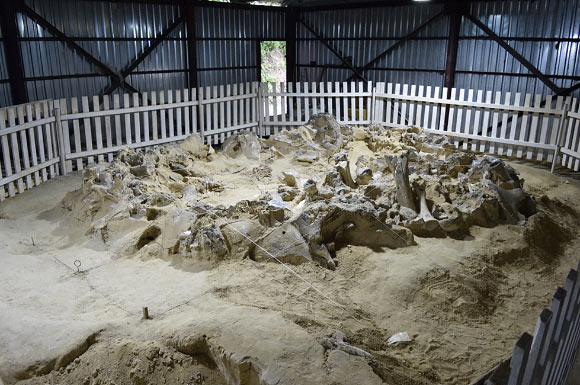 MBS 4 during excavation at the Upper Paleolithic site of Mezhyrich in Cherkasy oblast, Ukraine. Image credit: Chu et al., doi: 10.12688/openreseurope.20112.1.