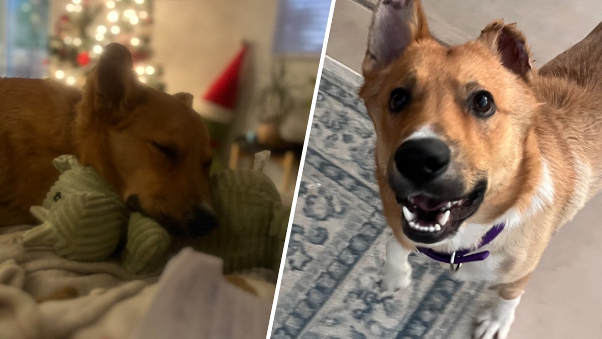 Dog set on fire by former owner finds new forever home – NBC Los Angeles