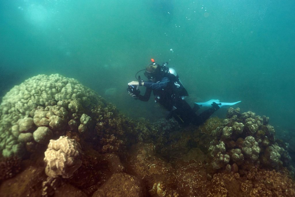 UH: $2M Moore Foundation grant backs new postdoctoral science fellowship : Maui Now