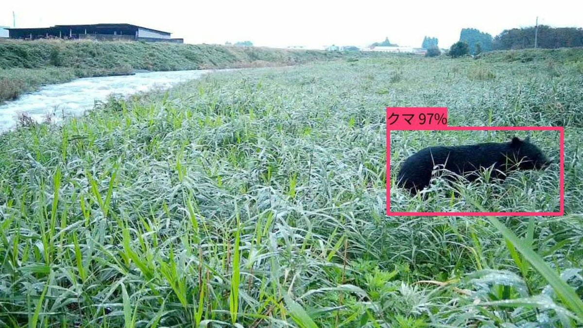 AI cameras speed alerts on bear sightings in Japan
