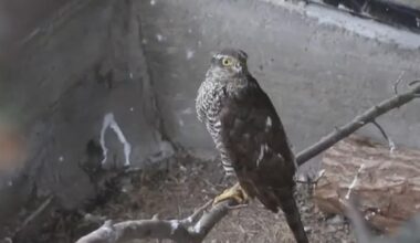 A wild hawk attacked a russian drone and saved people. The badass feathered hero survived, but it cost him a wing and now he is under a lifelong care