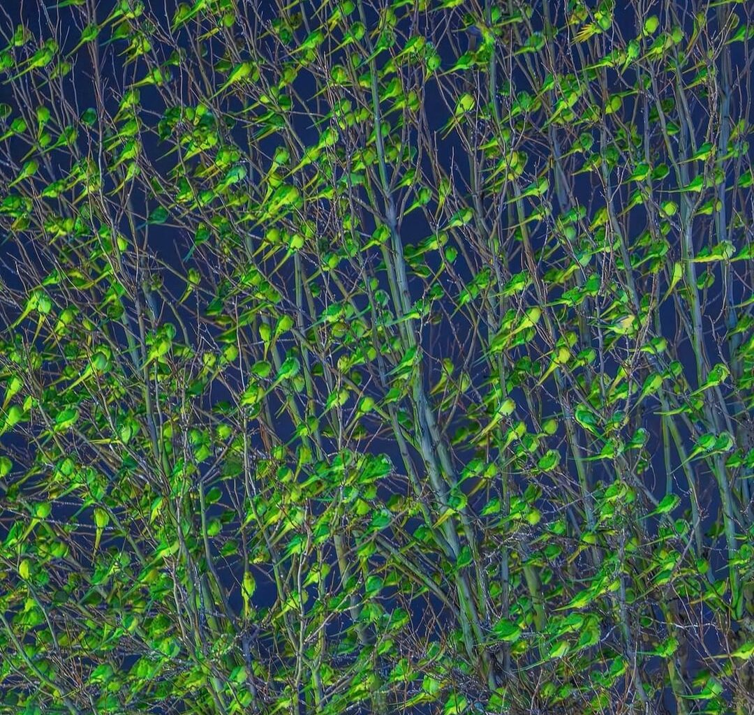 parakeets in Croydon.