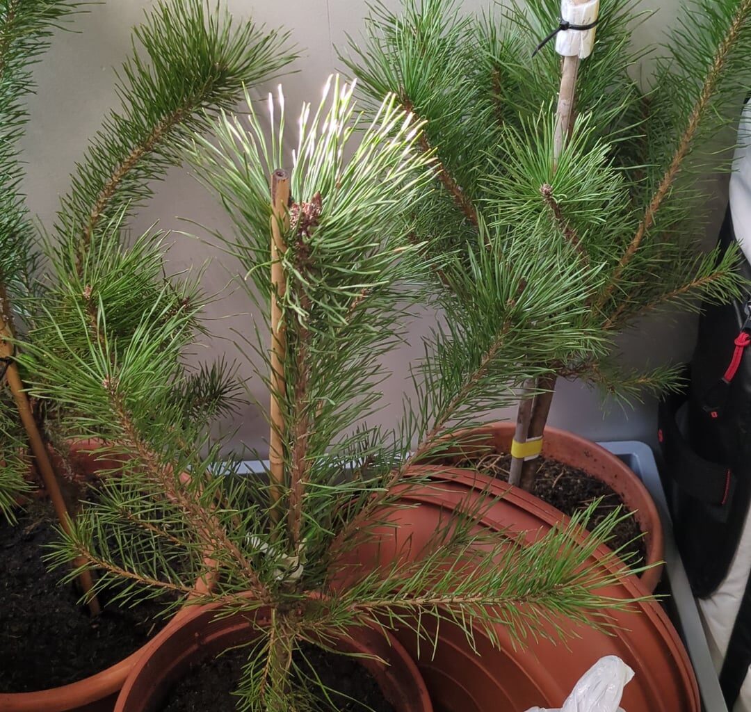 Bestimmung der Kiefern-Art