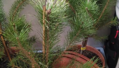 Bestimmung der Kiefern-Art