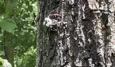 Hier nochmal ein Video der Hirschkäfereiche.