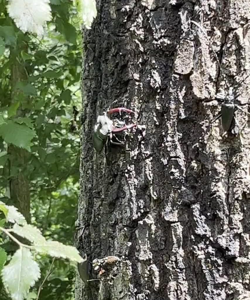 Hier nochmal ein Video der Hirschkäfereiche.