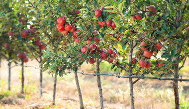 Keď ovocie nemá kto pozberať, nepomôže ani najmodernejšia farma. Výrobu brzdí Brusel aj vlastný štát - Krajina - Ekonomika