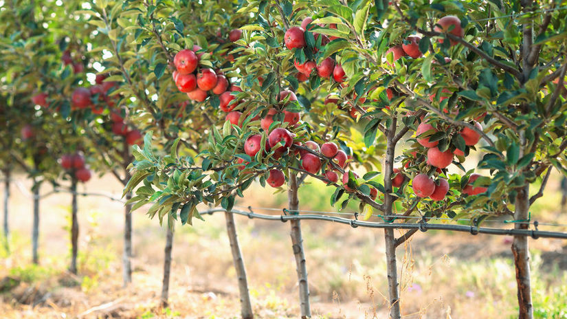 Keď ovocie nemá kto pozberať, nepomôže ani najmodernejšia farma. Výrobu brzdí Brusel aj vlastný štát - Krajina - Ekonomika