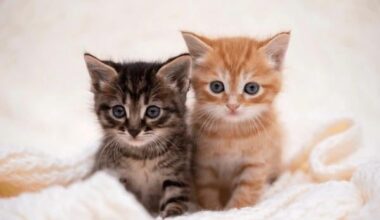 Modi spia, čas postovať mačiatka