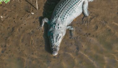 How climate change reshaped the wild in 2025 | News | Eco-Business