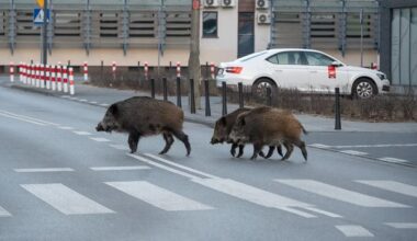 Dziś wigilia i podobno zwierzęta przemawiają ludzkim głosem. W Warszawie dziki próbują przejść przez pasy i prawie im to wychodzi, więc może o północy przemówią