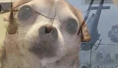 Anlässlich zu Weihnachtsgästen