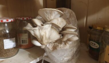 Kaj narediti, če ti gobe rastejo kar v špajzi? 😮