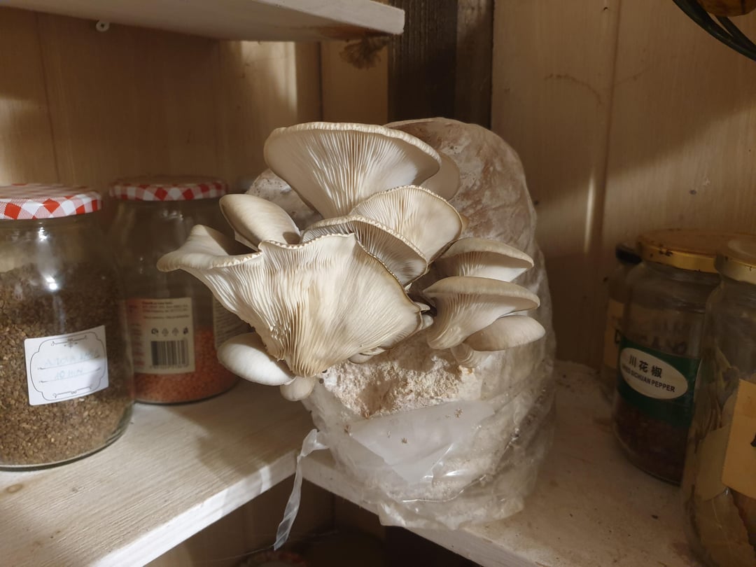 Kaj narediti, če ti gobe rastejo kar v špajzi? 😮