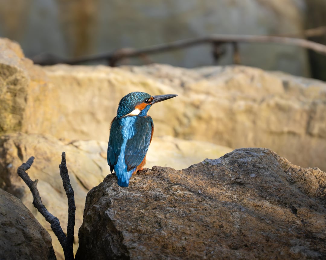 Echternach Lake Birds