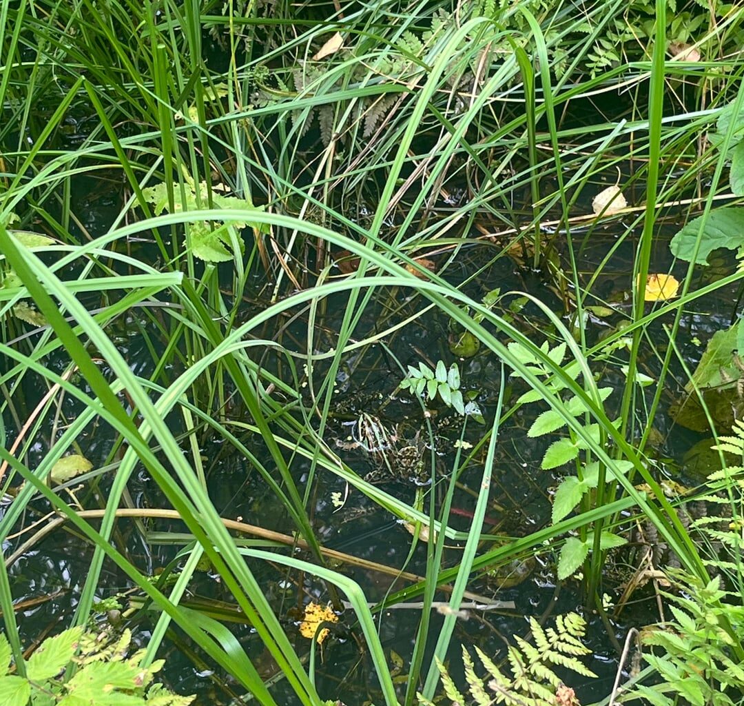 Pelophylax, welche Art?