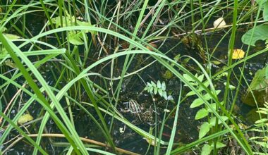 Pelophylax, welche Art?