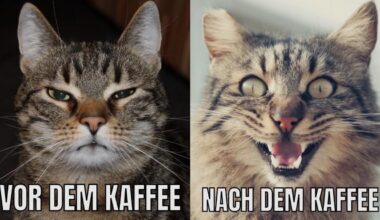 Kaffee am Morgen vertreibt Kummer und Sorgen 😂