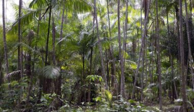 Scientists issue dire waring that Amazon rainforest has entered a 'hypertroprical state'
