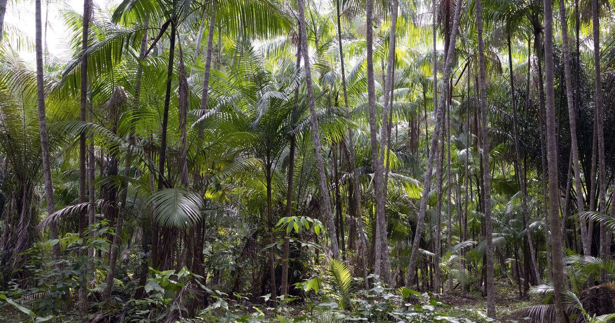 Scientists issue dire waring that Amazon rainforest has entered a 'hypertroprical state'