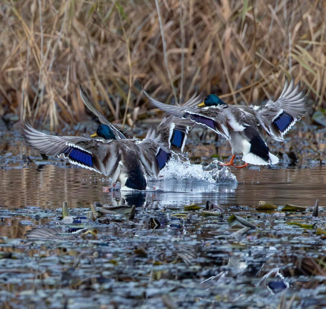 Stockenten im Endanflug