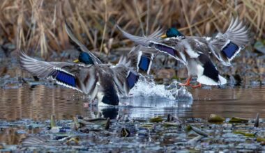 Stockenten im Endanflug