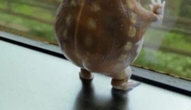 Traurige Froschgeräusche...