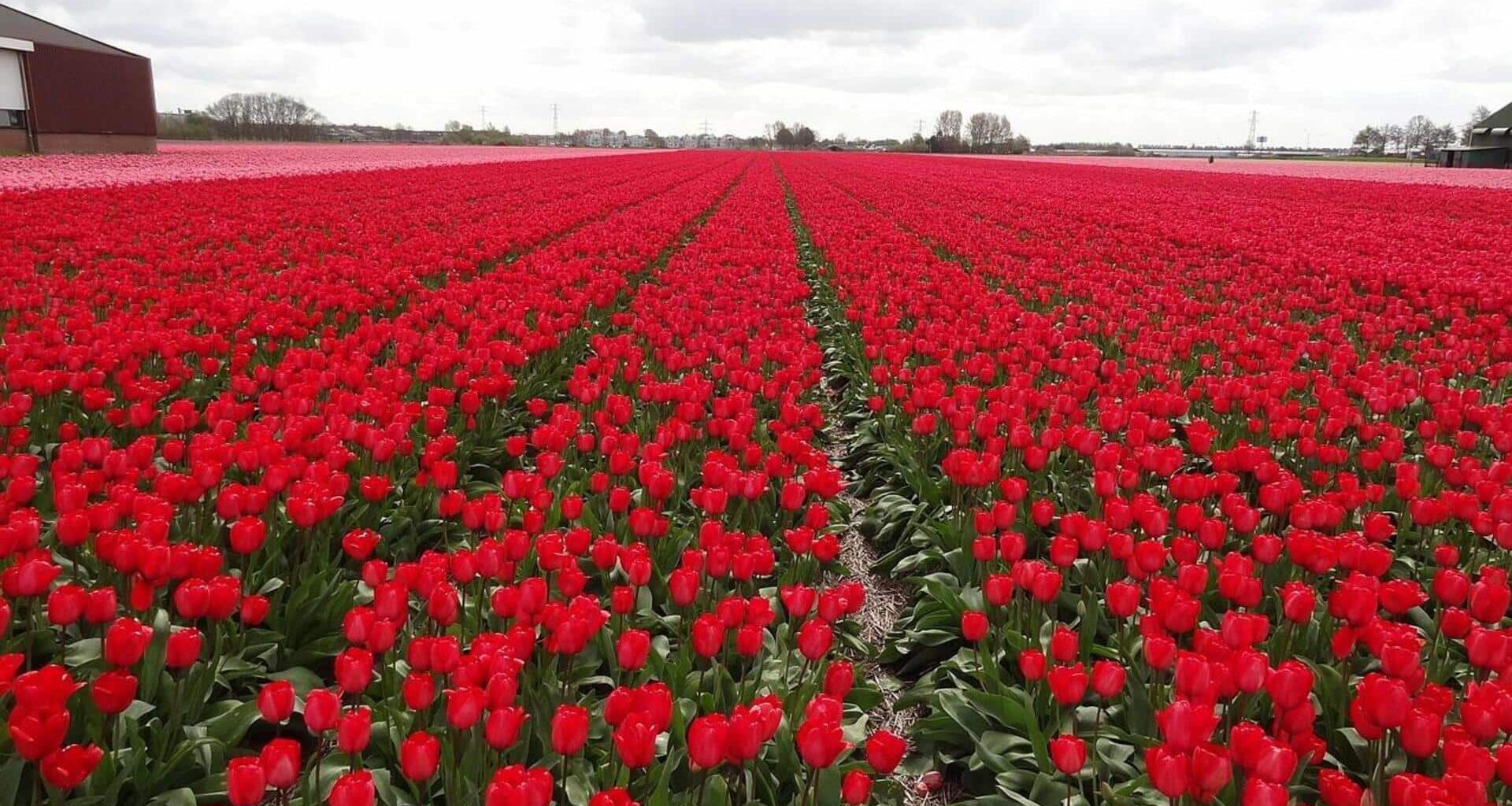 Czech Republic's most stunning flower fields: A list