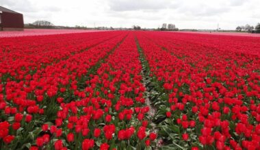 Czech Republic's most stunning flower fields: A list