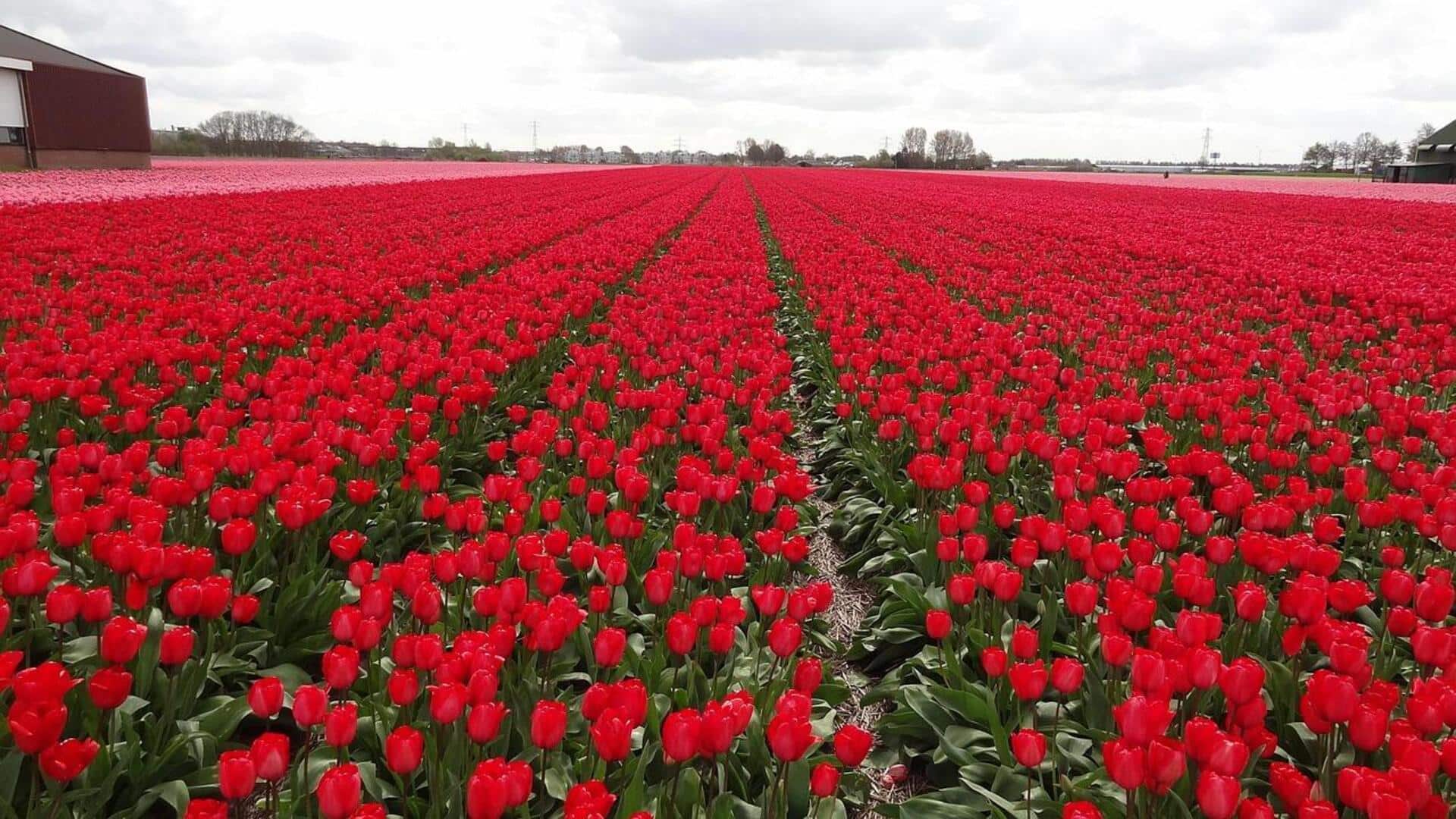 Czech Republic's most stunning flower fields: A list