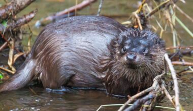 Found the wee man from the back of my tenner